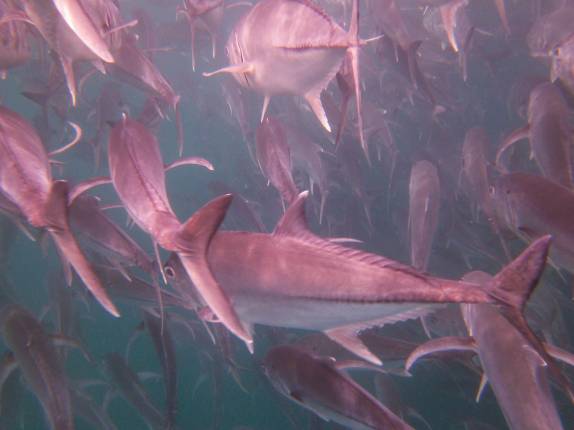 Cardume de jacks em El Bajo, ponto de mergulho em Cabo Pulmo, no sul da Baja California, Mar de Cortez, no México